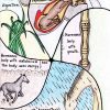 Online classroom, Equine Sciences and Stewardship of the Horse, Intro and Unit 1, Endocrine System - Image 2