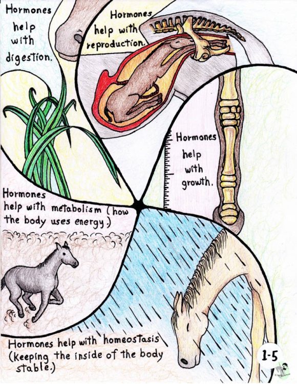 Online classroom, Equine Sciences and Stewardship of the Horse, Intro and Unit 1, Endocrine System - Image 2