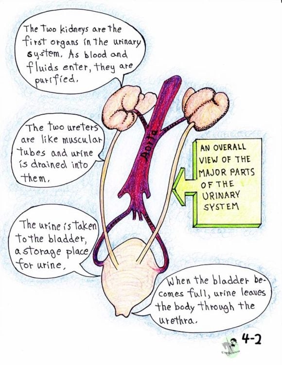 Online Classroom, Equine Sciences and Stewardship of the Horse, Unit 4 - Urinary System - Image 3