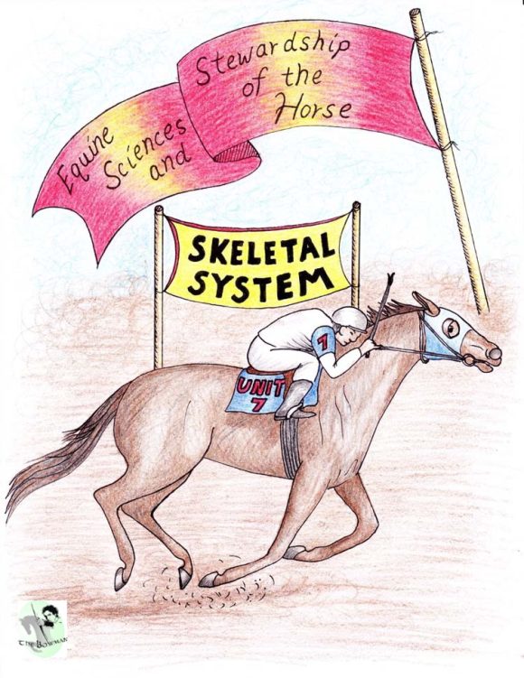 Online Classroom, Equine Sciences and Stewardship of the Horse, Unit 7 - The Skeletal System