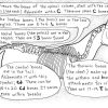 Online Classroom, Equine Sciences and Stewardship of the Horse, Unit 7 - The Skeletal System - Image 3