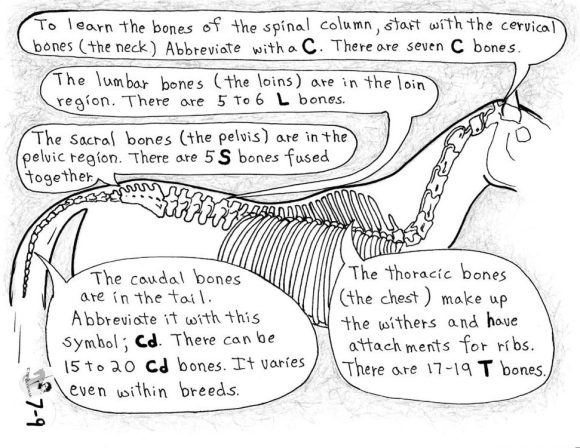 Online Classroom, Equine Sciences and Stewardship of the Horse, Unit 7 - The Skeletal System - Image 3