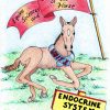 Online classroom, Equine Sciences and Stewardship of the Horse, Intro and Unit 1, Endocrine System