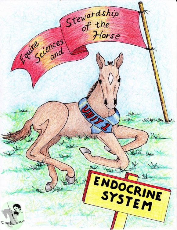 Online classroom, Equine Sciences and Stewardship of the Horse, Intro and Unit 1, Endocrine System