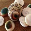Spiral Seashell Earrings - Image 3