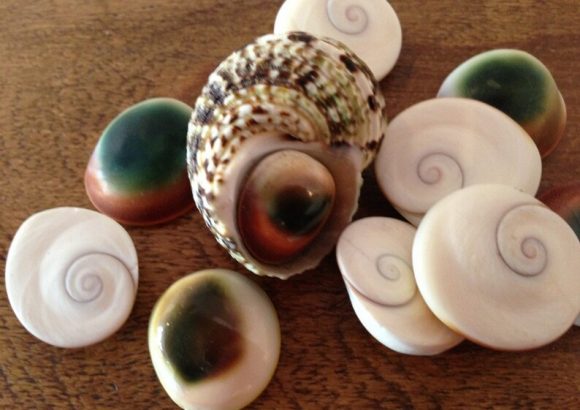 Spiral Seashell Earrings - Image 3